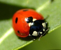 comptine coccinelle