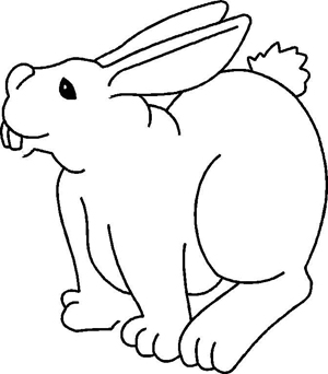 lapin blanc