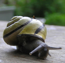 escargot à la foire