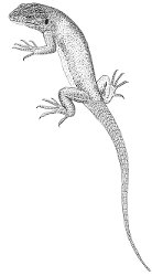 lézard vert