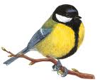 Mésange Mésange
